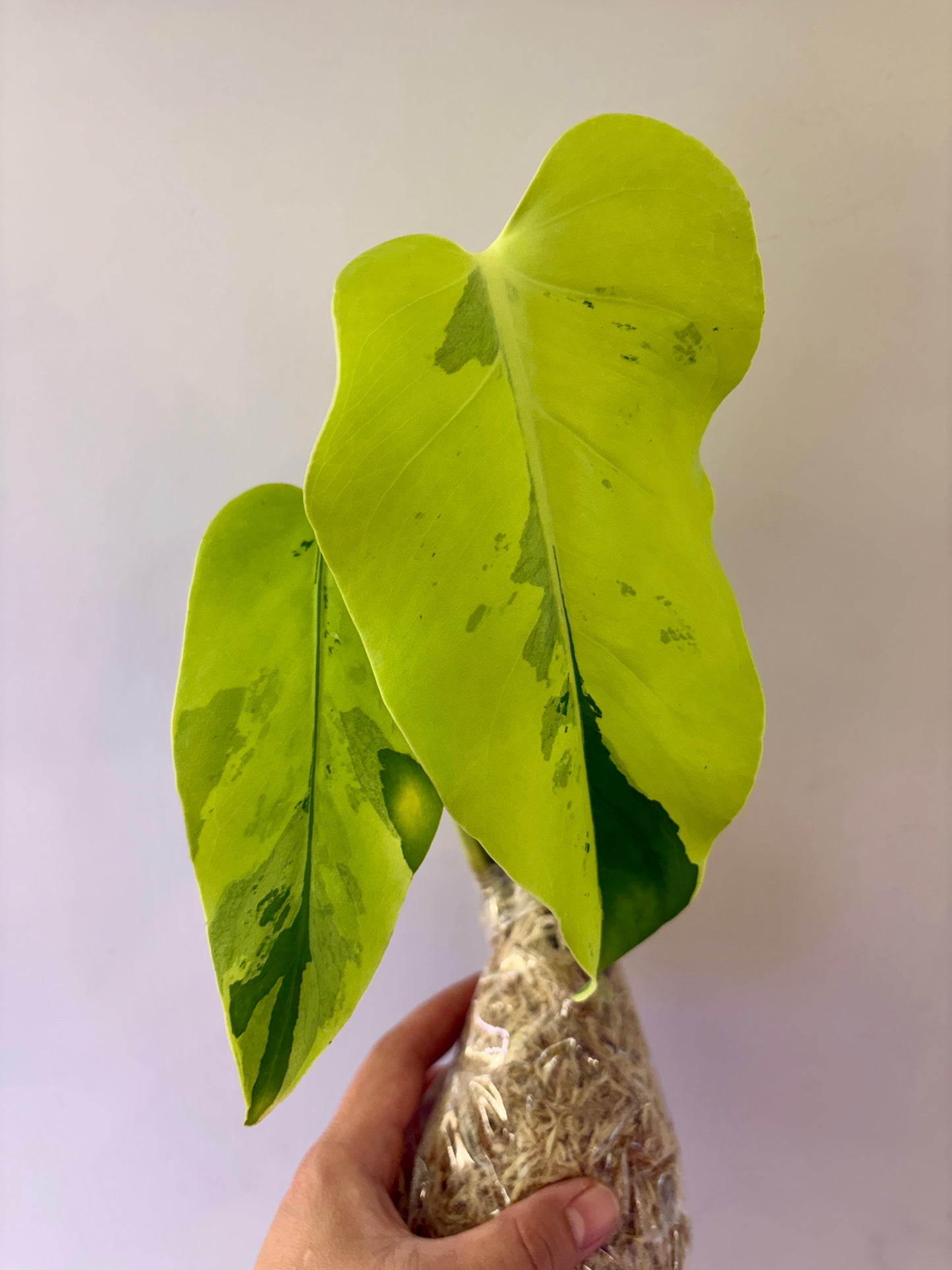 Unacclimated —-Purge sale— Monstera Light Lime #1