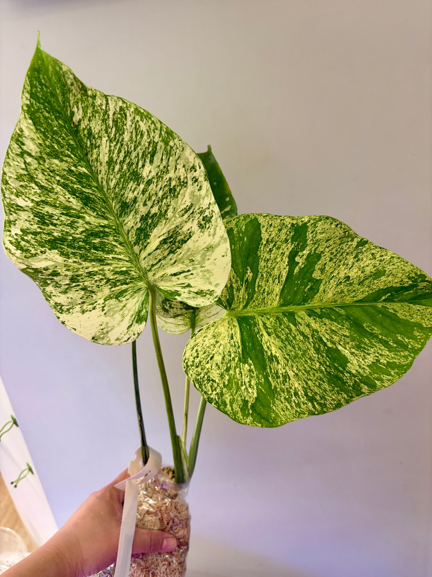Unacclimated —-Purge sale— Monstera WHITE MONSTER