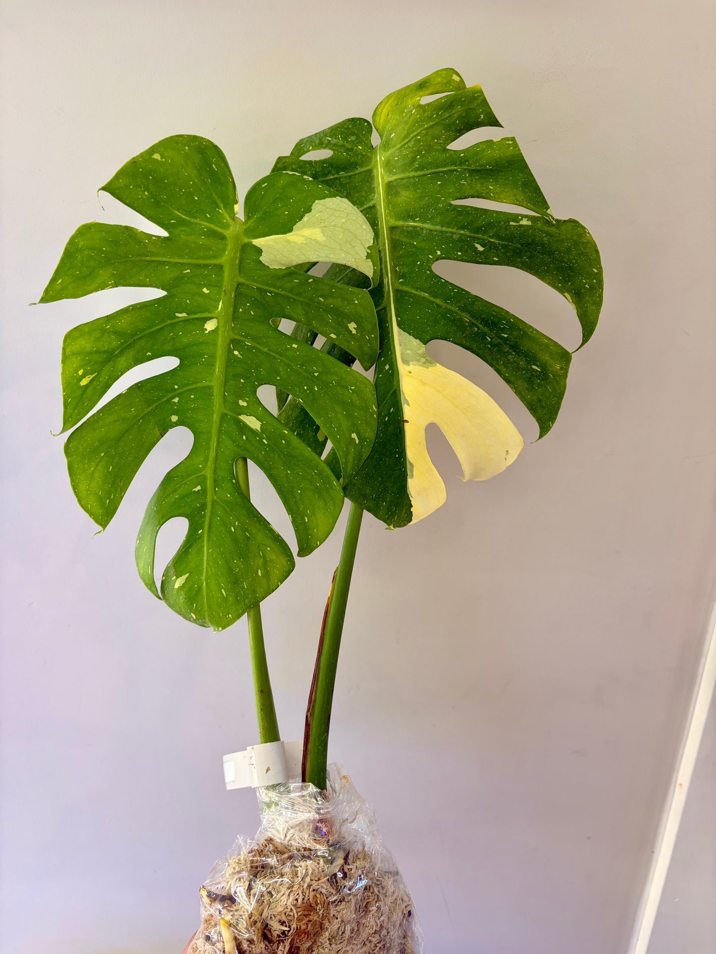 Unacclimated —-Purge sale— Monstera Fish Bone #1