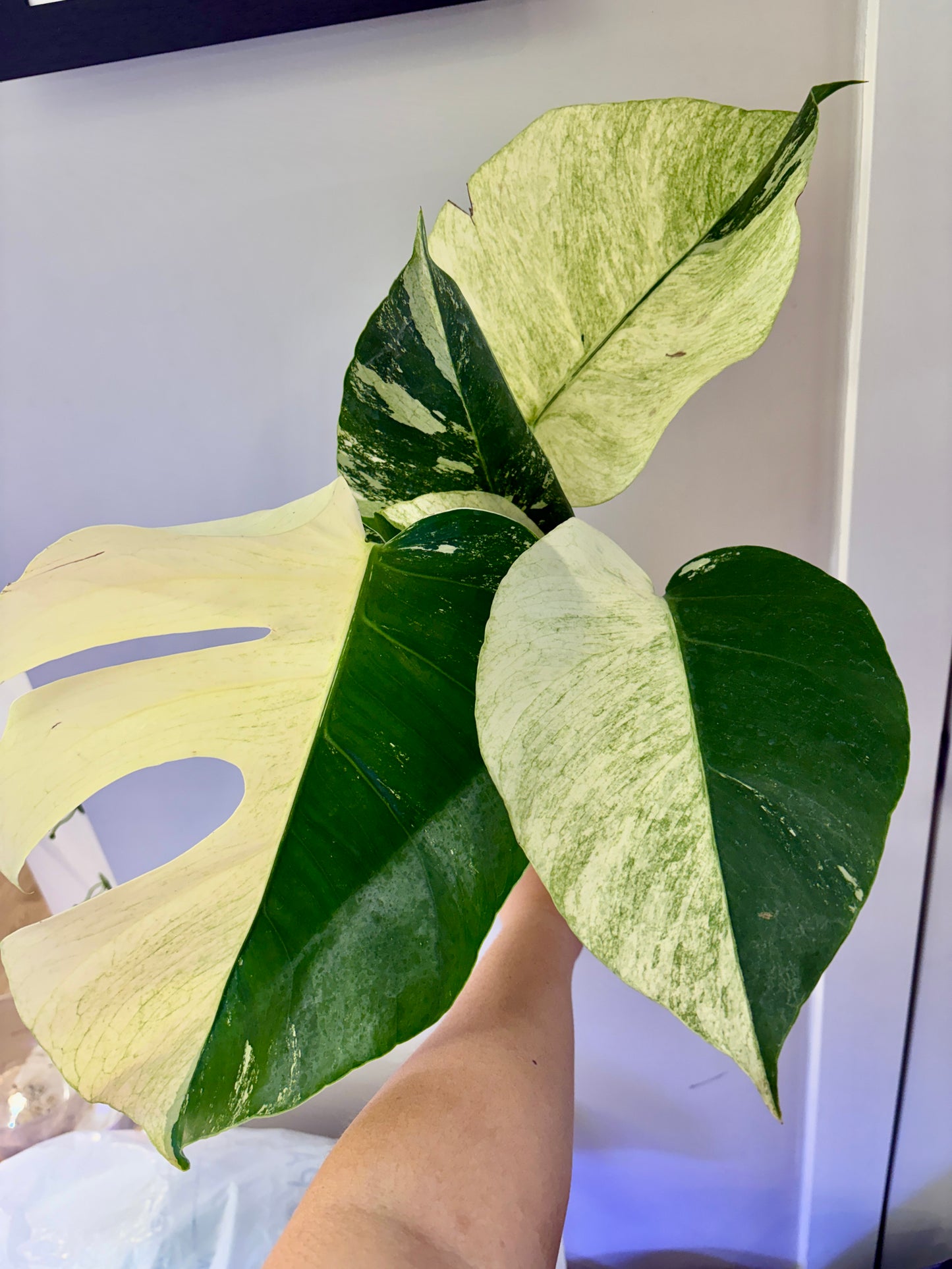 #36 UNACCLIMATED Monstera Jungle Mint —-Purge Sale