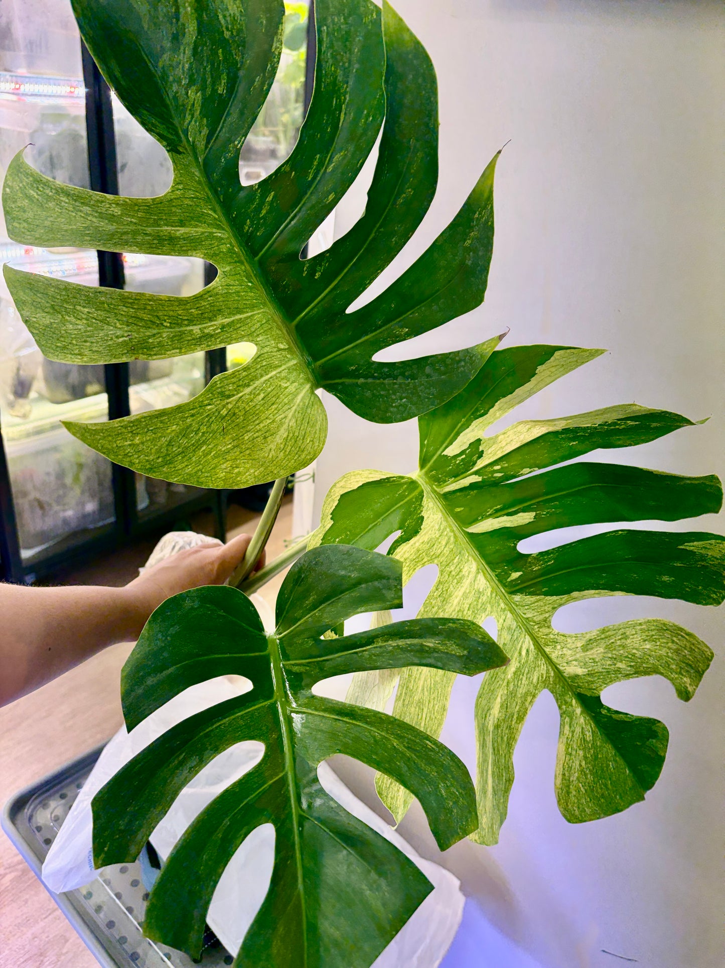 #37 UNACCLIMATED Monstera Jungle Mint —-Purge Sale