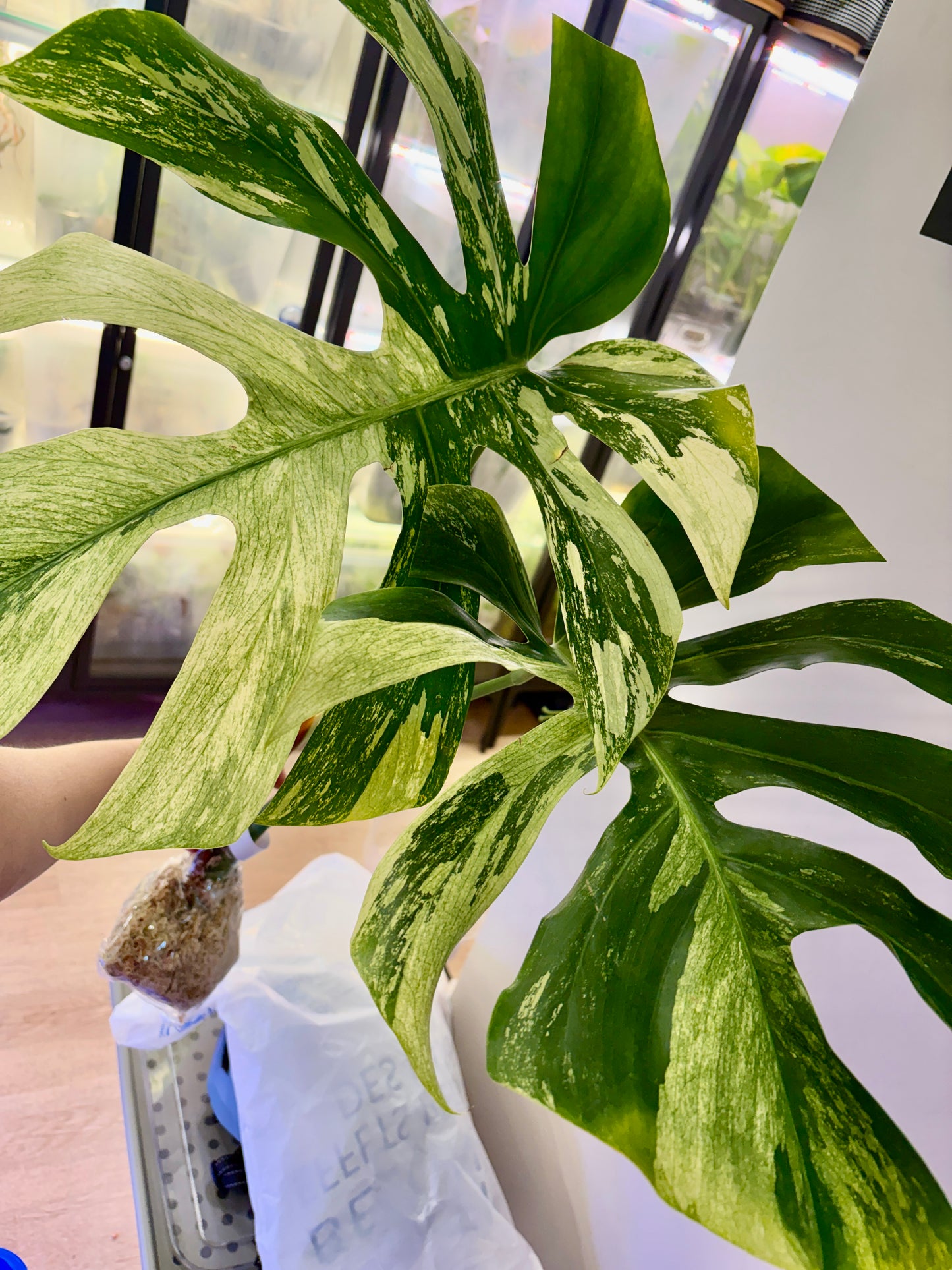 #38 UNACCLIMATED Monstera Jungle Mint —-Purge Sale