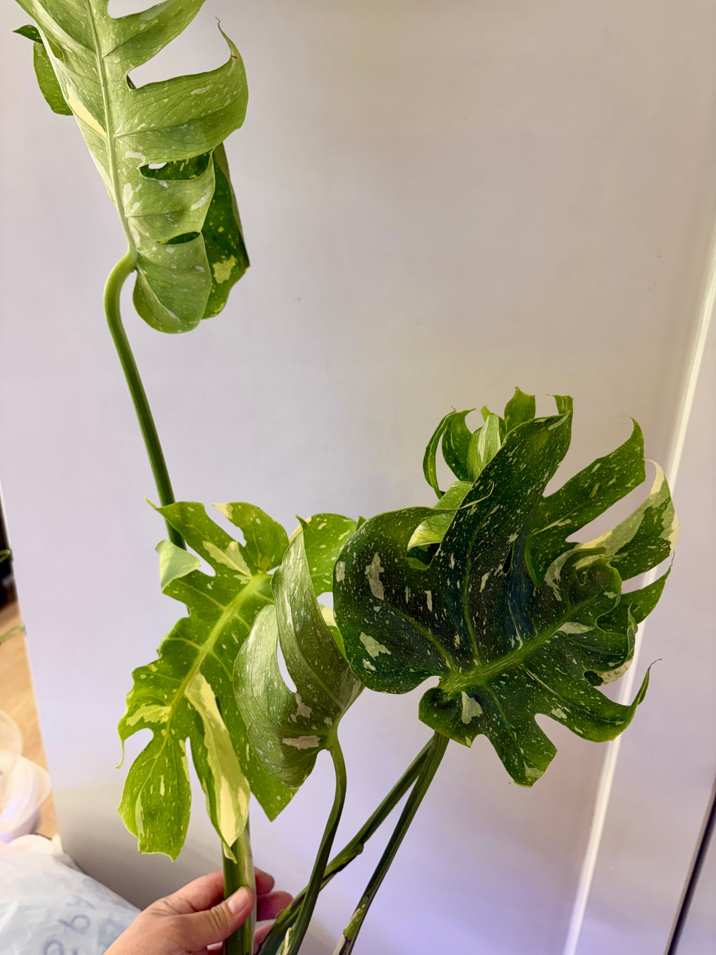Unacclimated —-Purge sale— Monstera Rib Cage