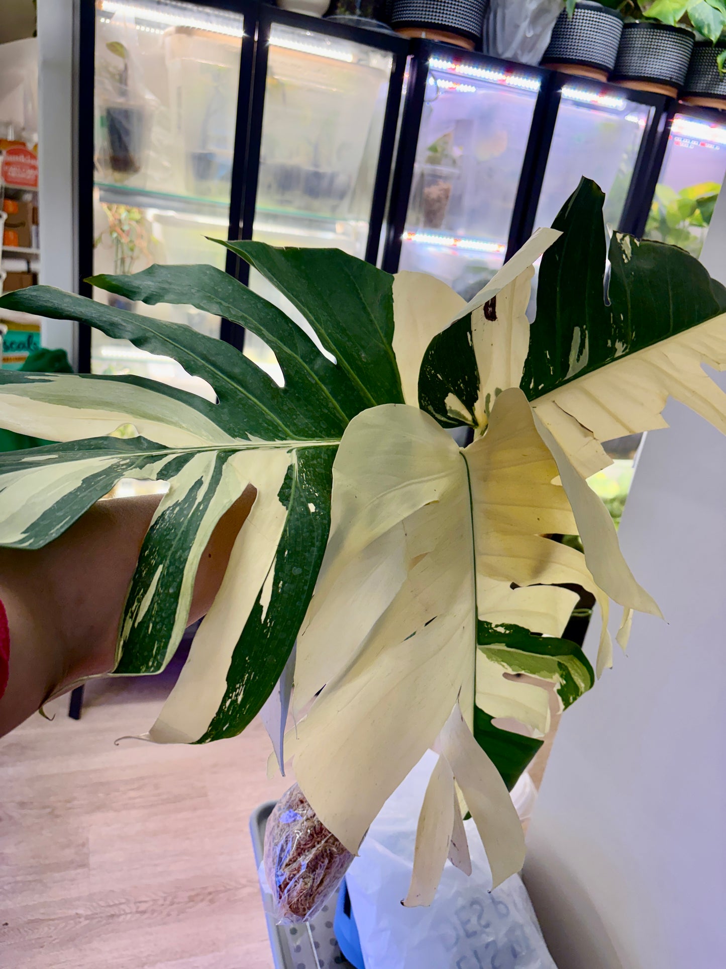 #39 UNACCLIMATED Monstera Jungle Mint —-Purge Sale