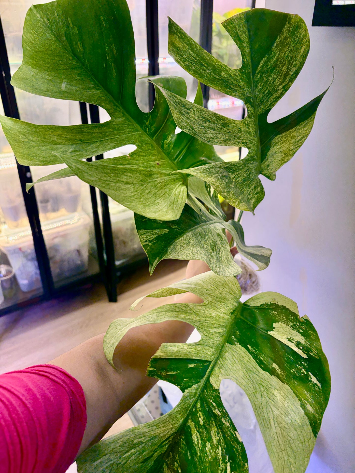#40 UNACCLIMATED Monstera Jungle Mint —-Purge Sale