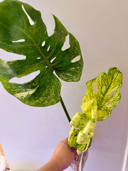 Unacclimated —-Purge sale— Monstera Siam Mint (big)