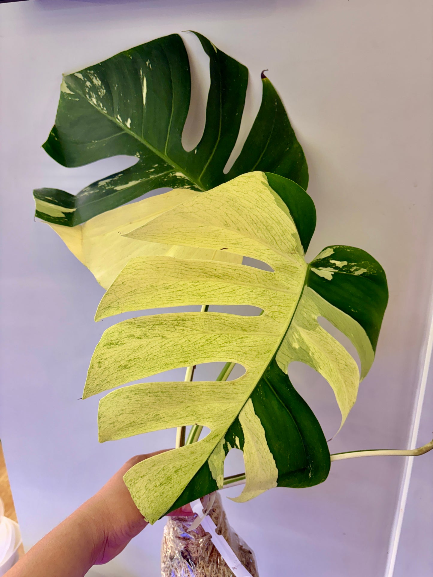 #41 UNACCLIMATED Monstera Jungle Mint —-Purge Sale