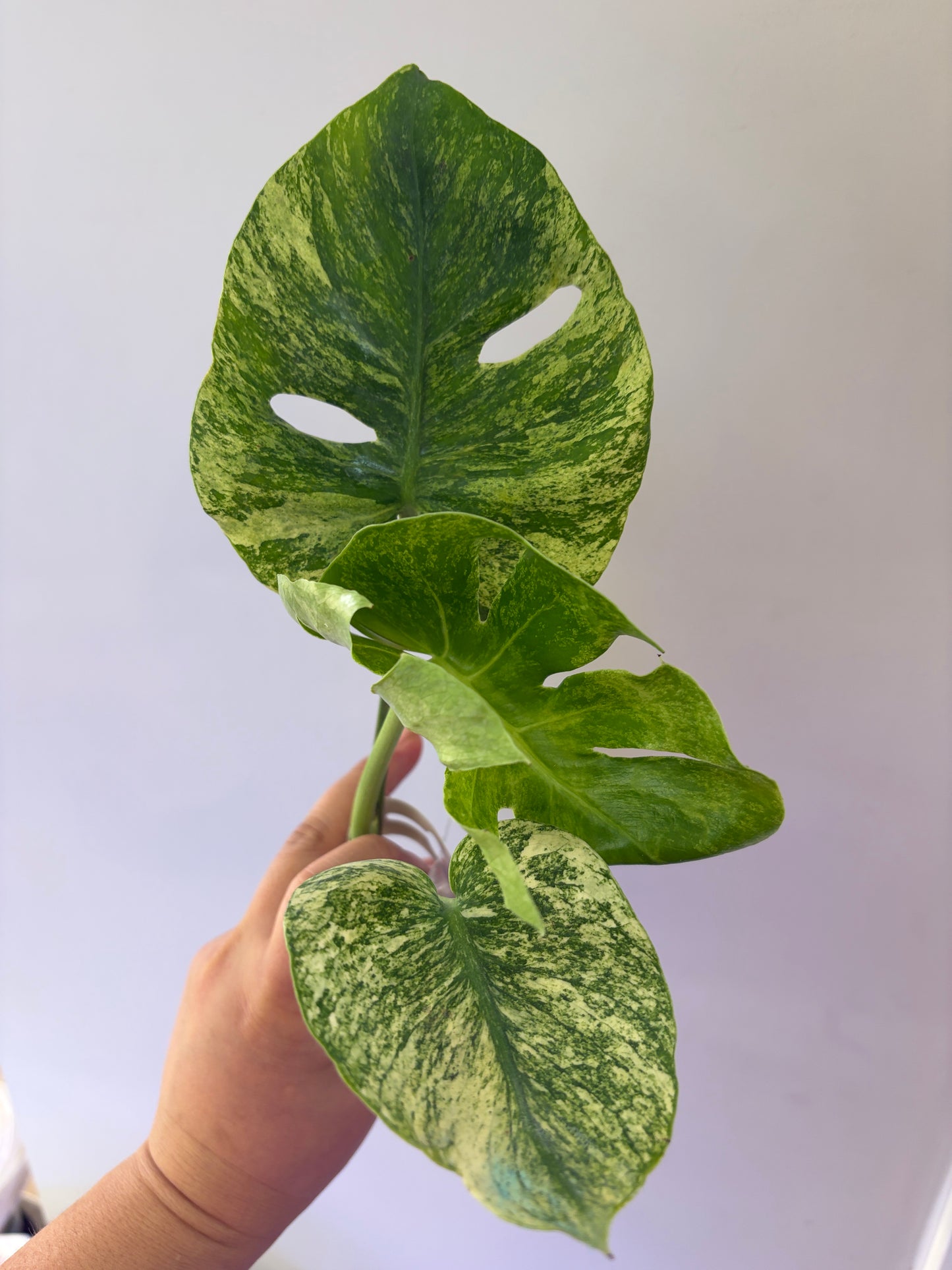 Unacclimated —-Purge sale— Monstera Siam Mint (small)