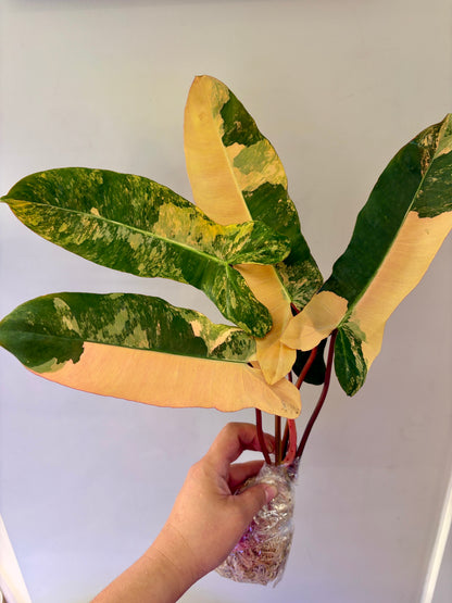 Unacclimated —-Purge sale— Philodendron PITBULL (Paraiso Verde x Black Billietiae)