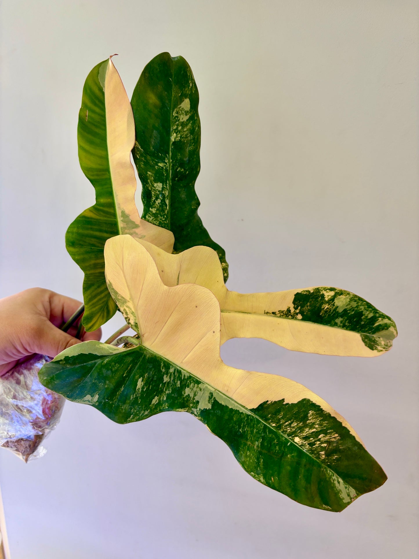 Unacclimated —-Purge sale— Philodendron Brown Beauty #1