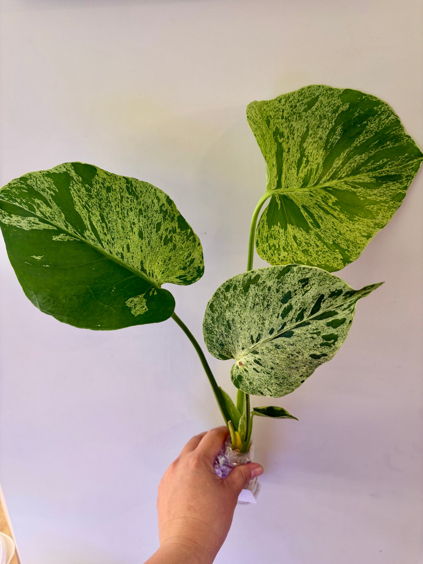 #47 Monstera Bulbasaur Unacclimated —-Purge sale