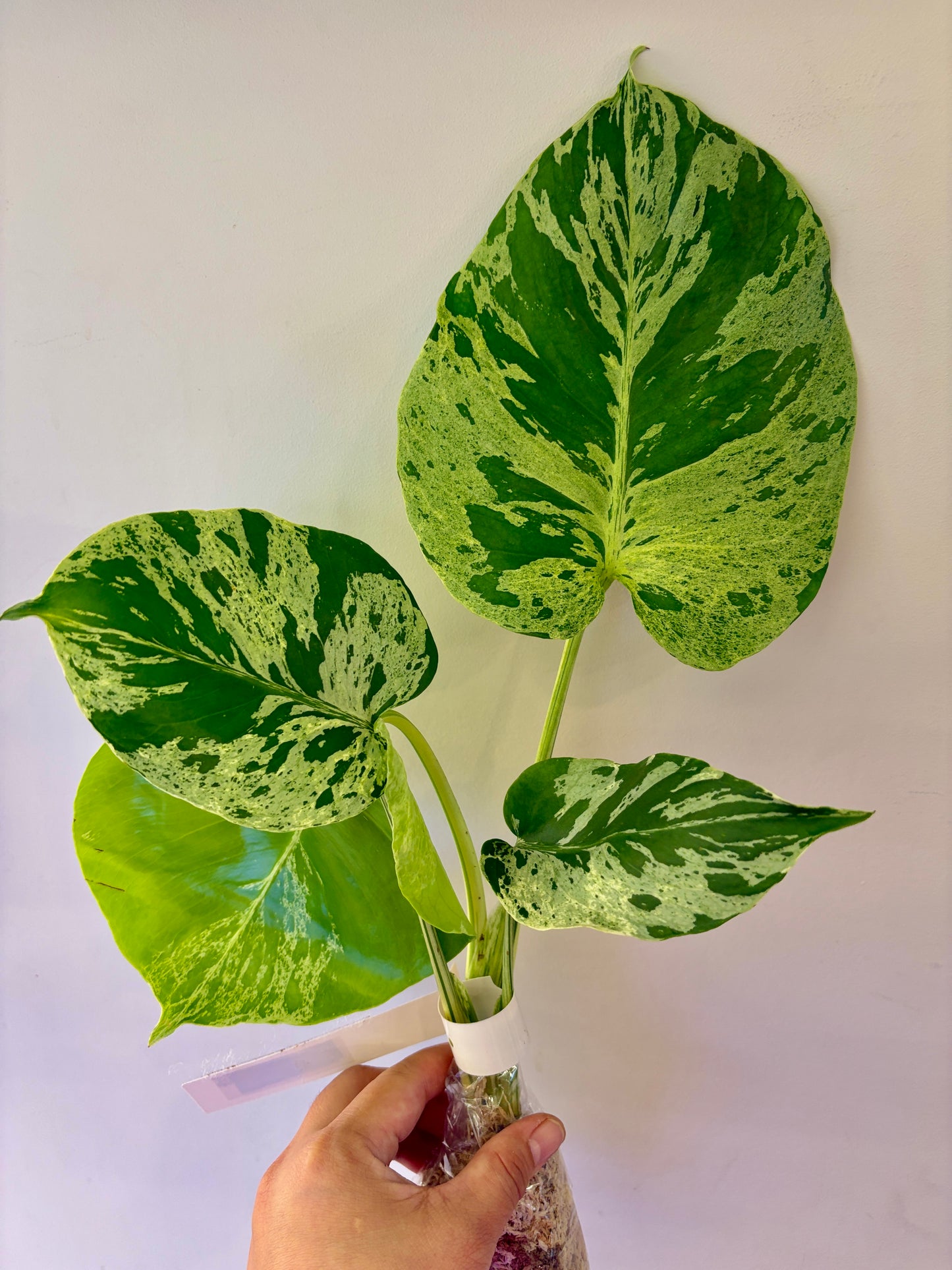 #48 Monstera Bulbasaur Unacclimated —-Purge sale