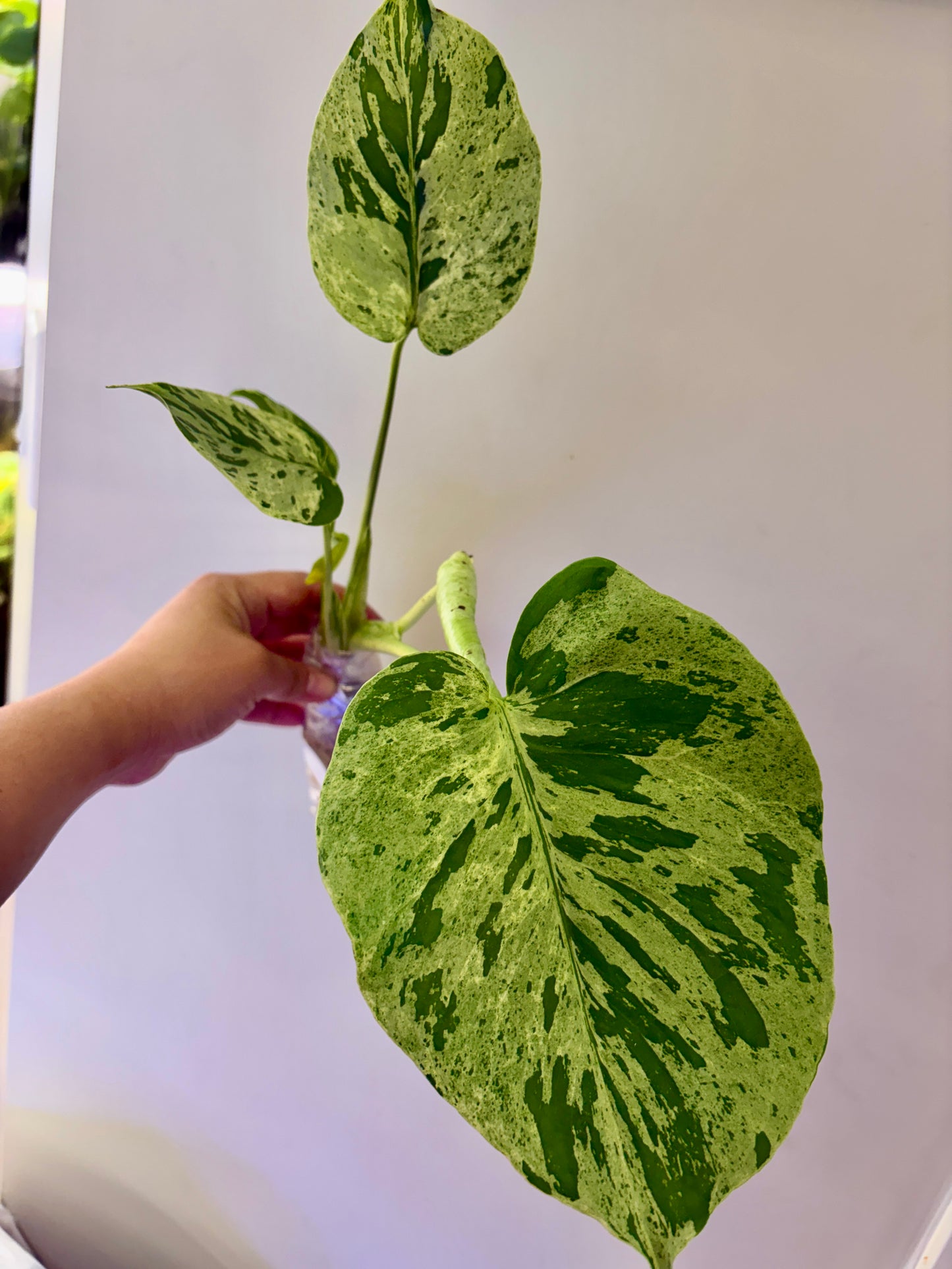 #49 Monstera Bulbasaur Unacclimated —-Purge sale