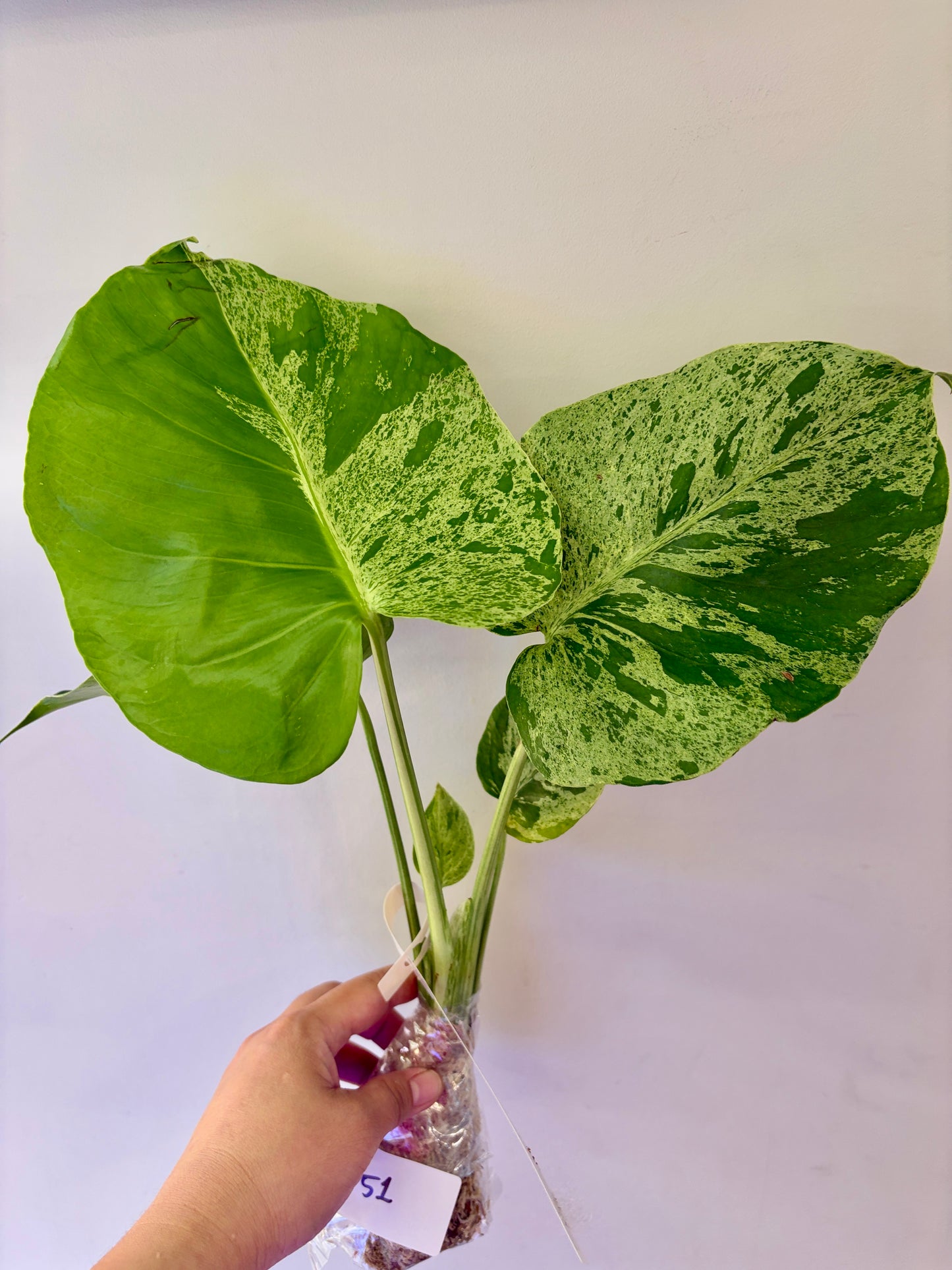 #51 Monstera Bulbasaur Unacclimated —-Purge sale