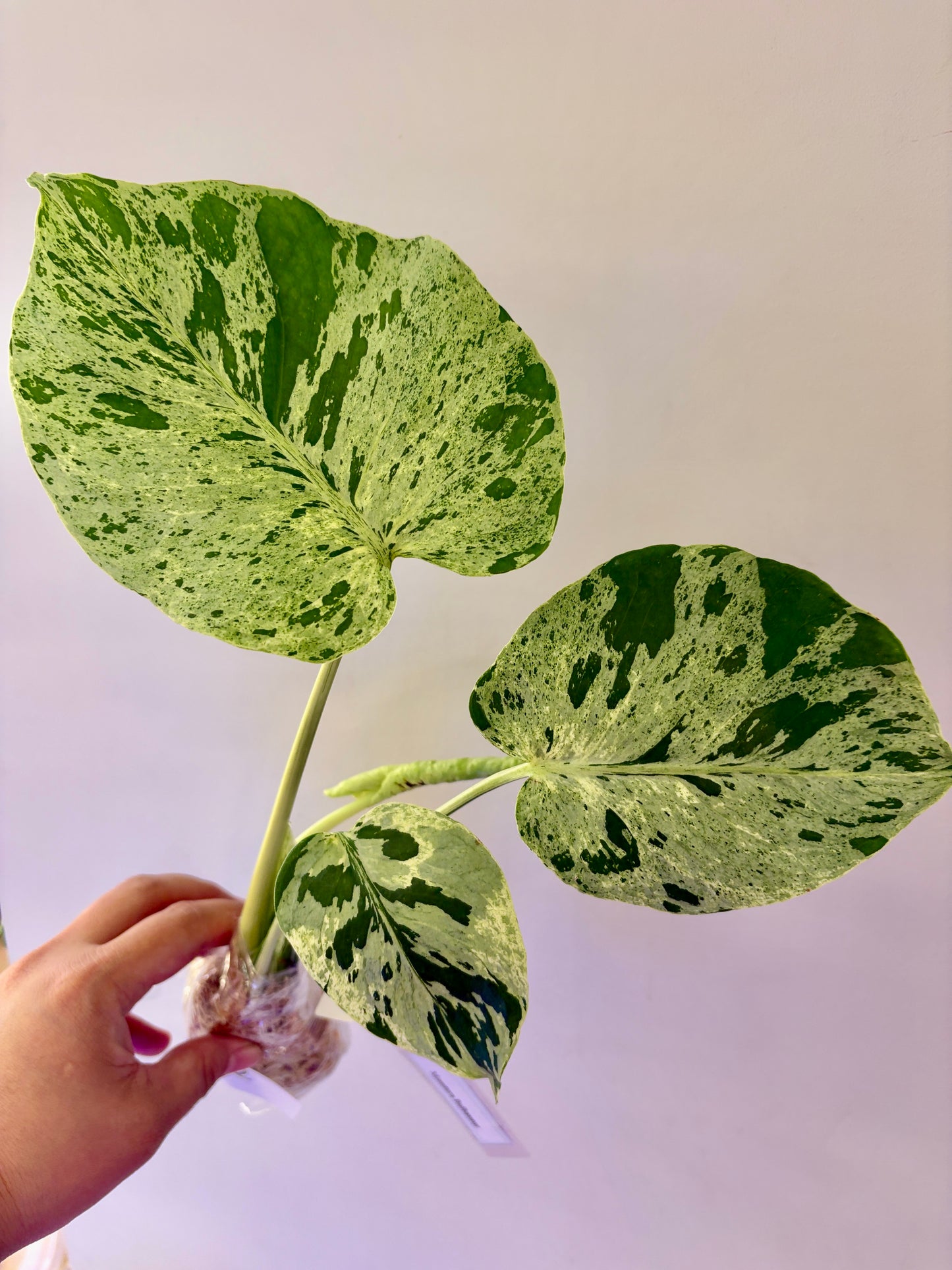 #52 Monstera Bulbasaur Unacclimated —-Purge sale