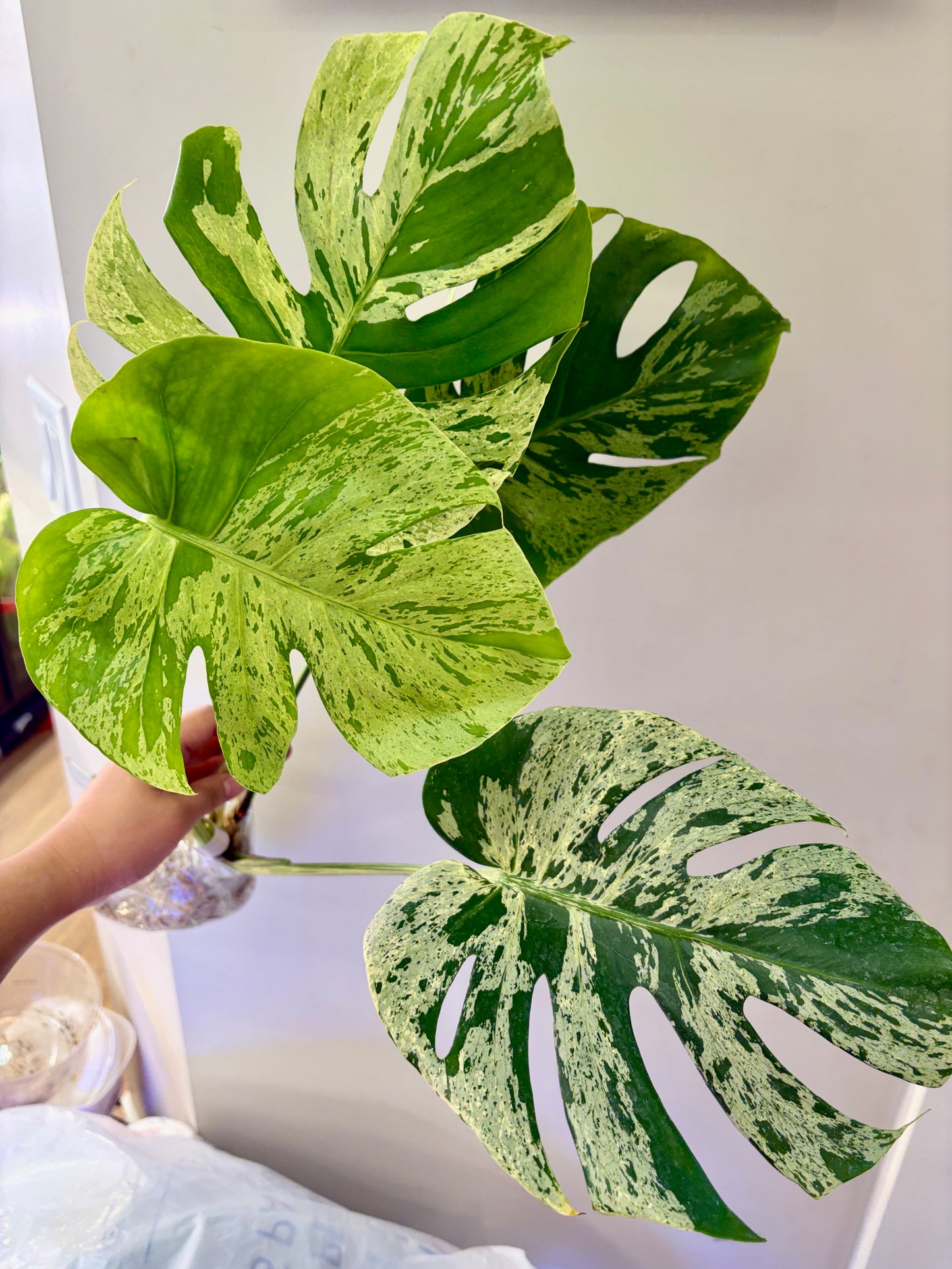 #53 Monstera Bulbasaur Unacclimated —-Purge sale