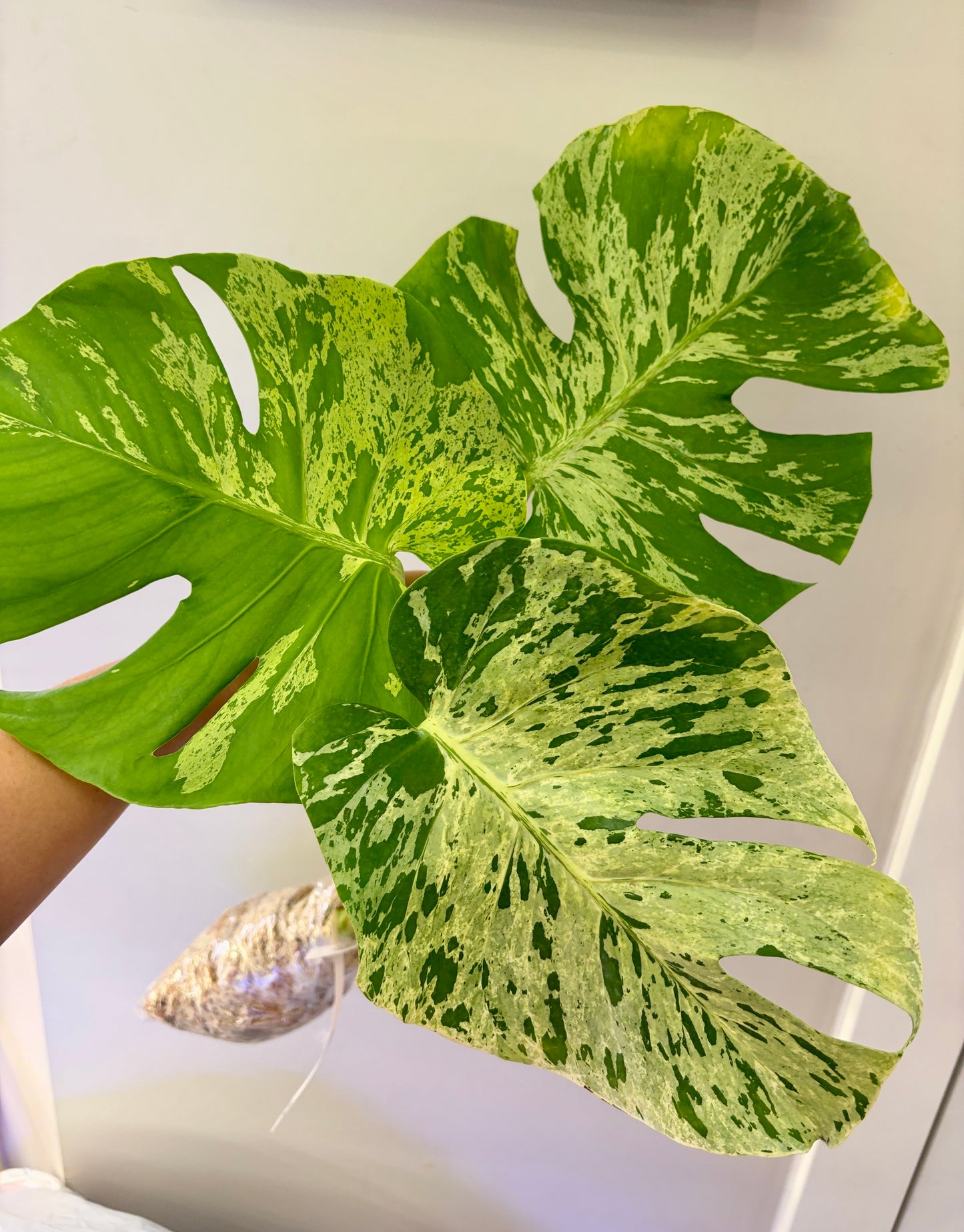 #53 Monstera Bulbasaur Unacclimated —-Purge sale