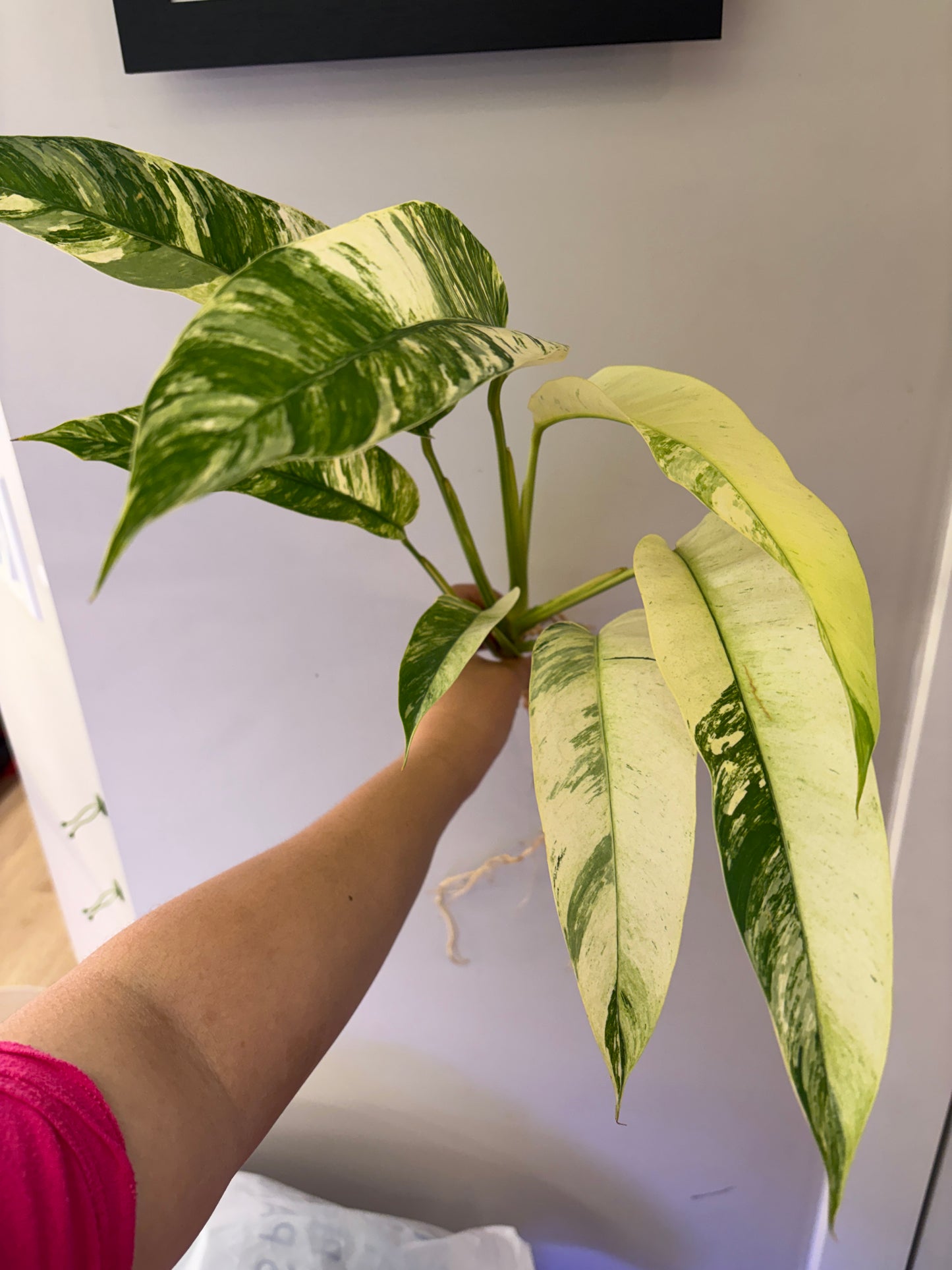 #55 Epipremnum Giganteum Tricolor — Unacclimated —-Purge sale
