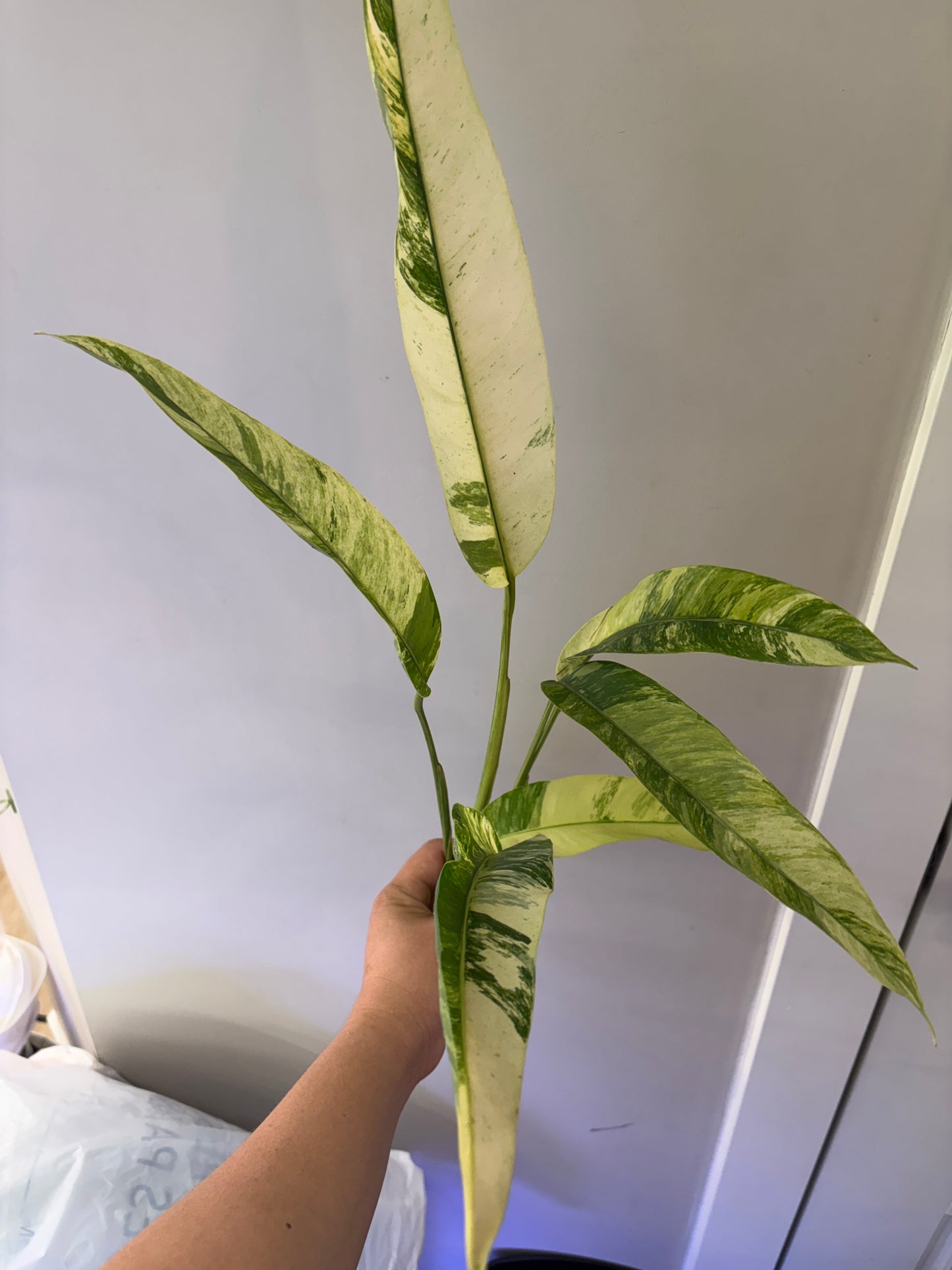 #56 Epipremnum Giganteum Tricolor — Unacclimated —-Purge sale