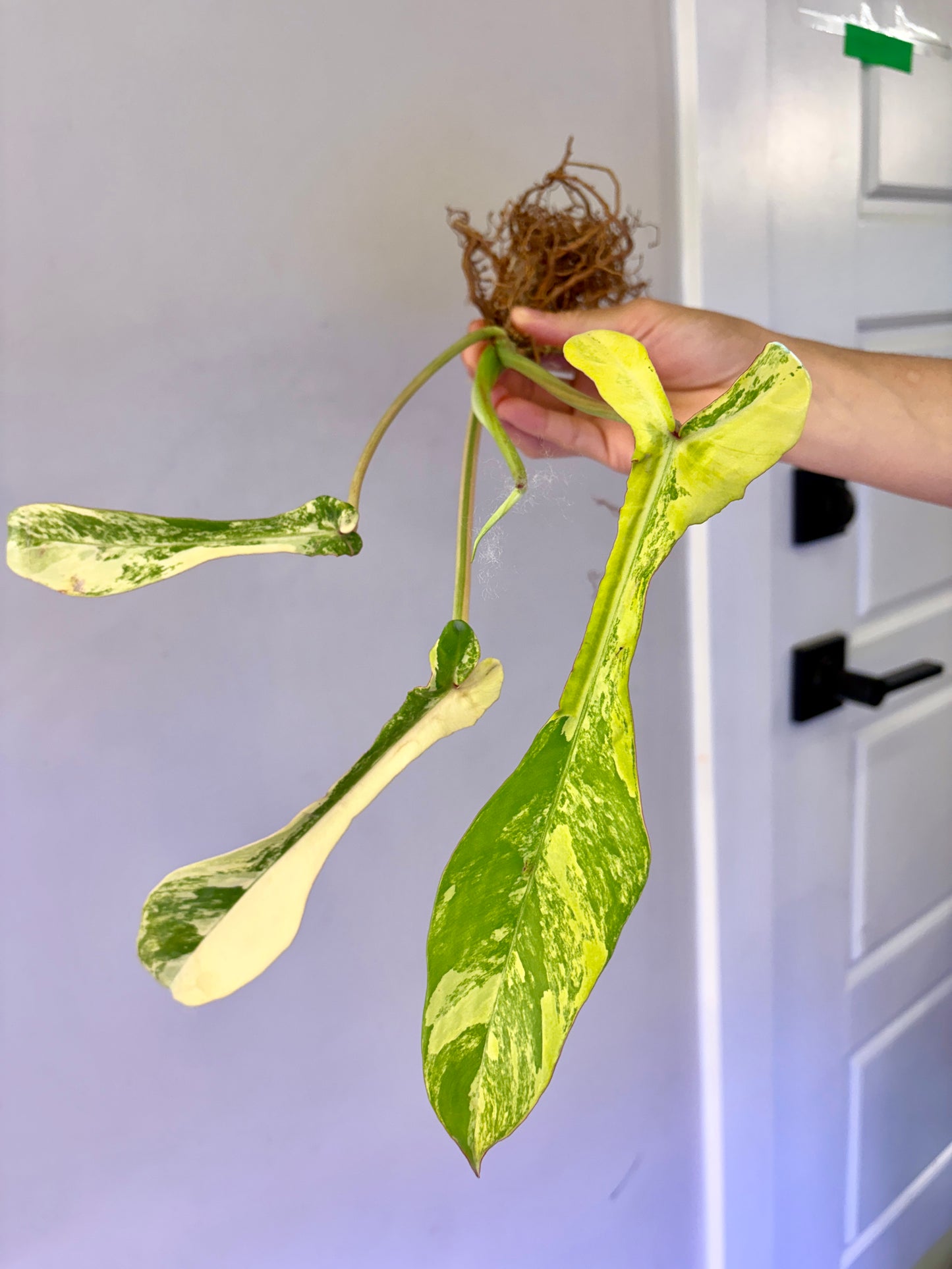 #58 Philodendron Joepii Variegated — Unacclimated —-Purge sale
