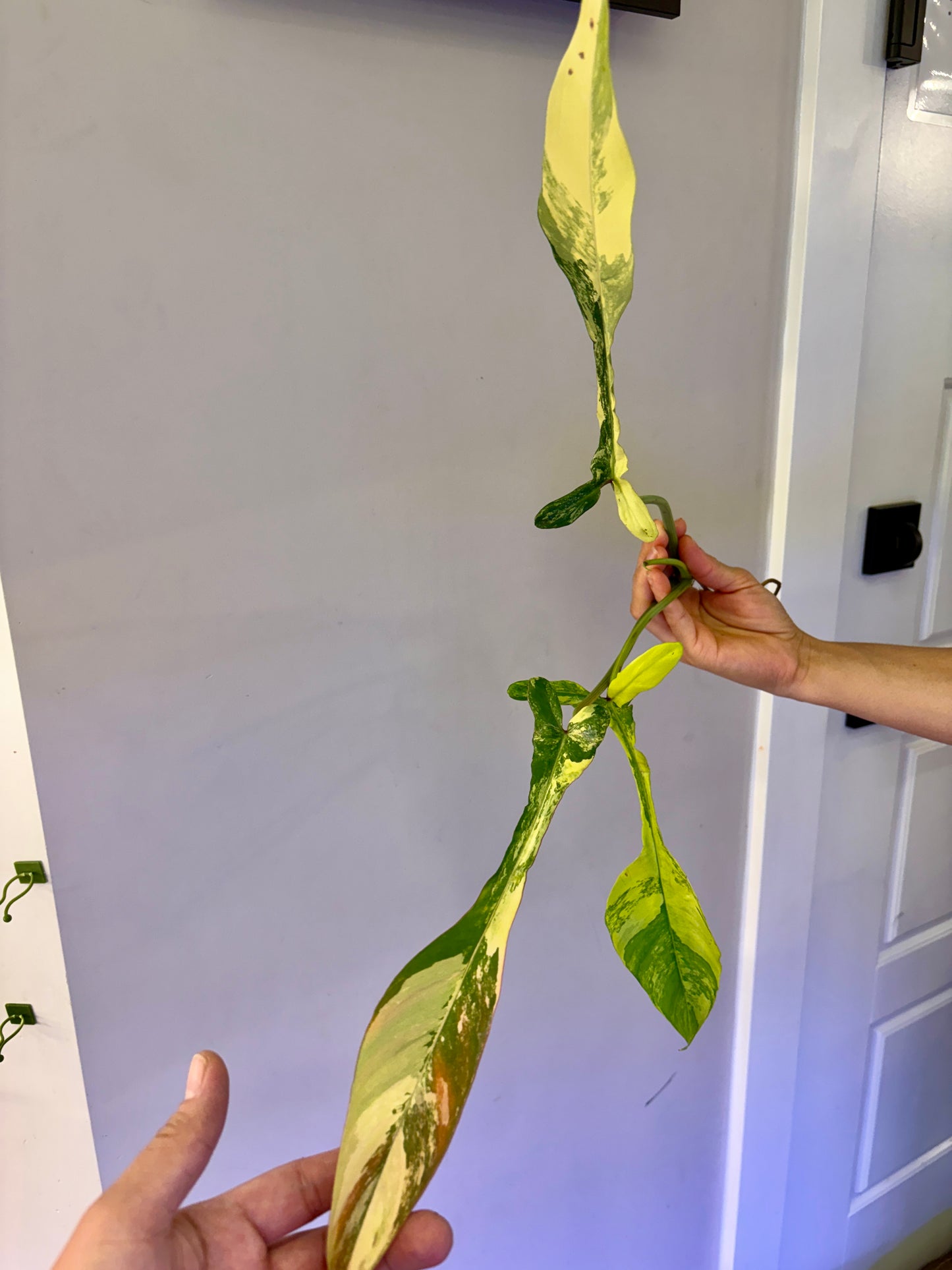 #59 Philodendron Joepii Variegated — Unacclimated —-Purge sale