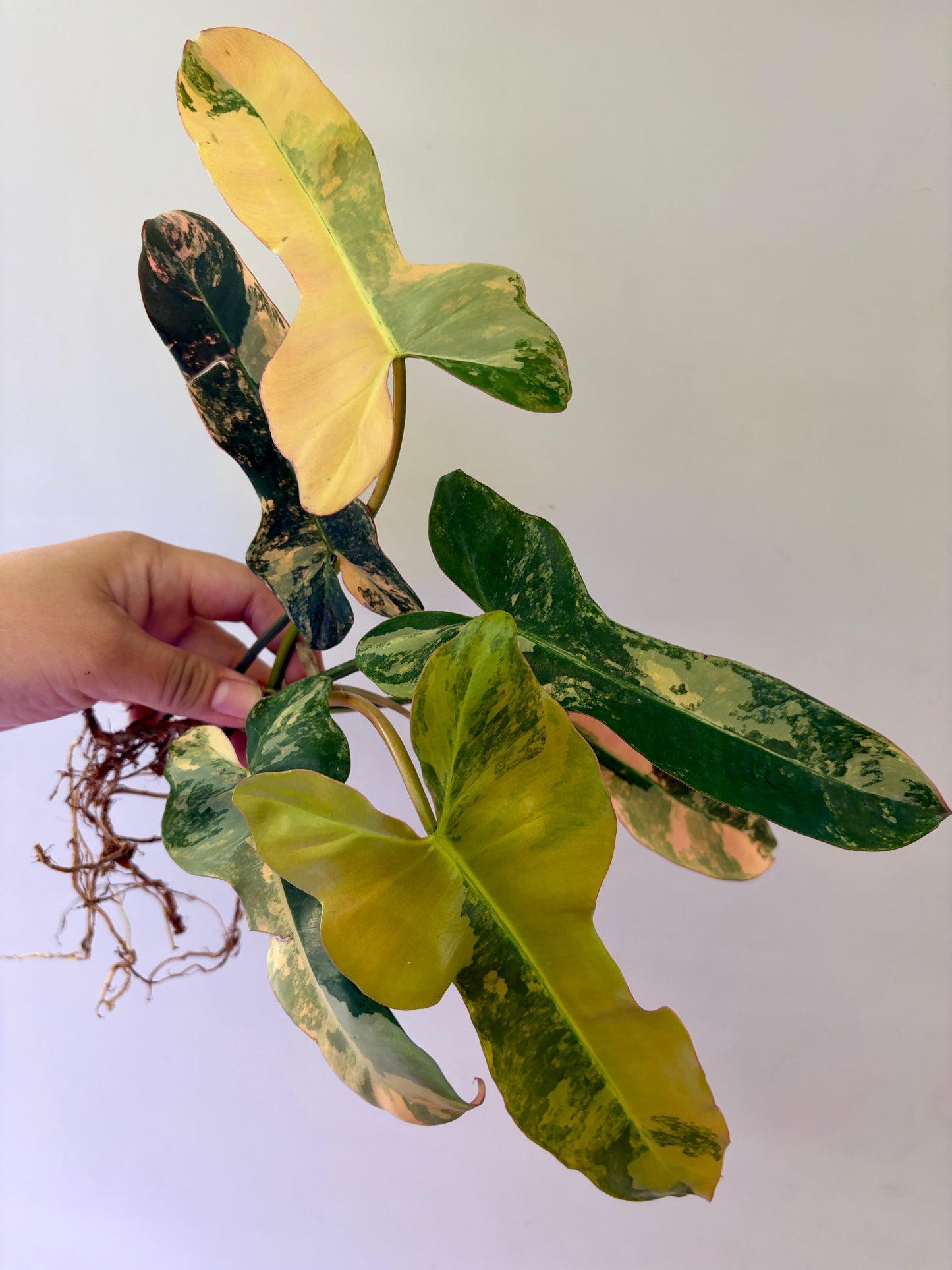 #60 Philodendron Brown Beauty Variegated — Unacclimated —-Purge sale