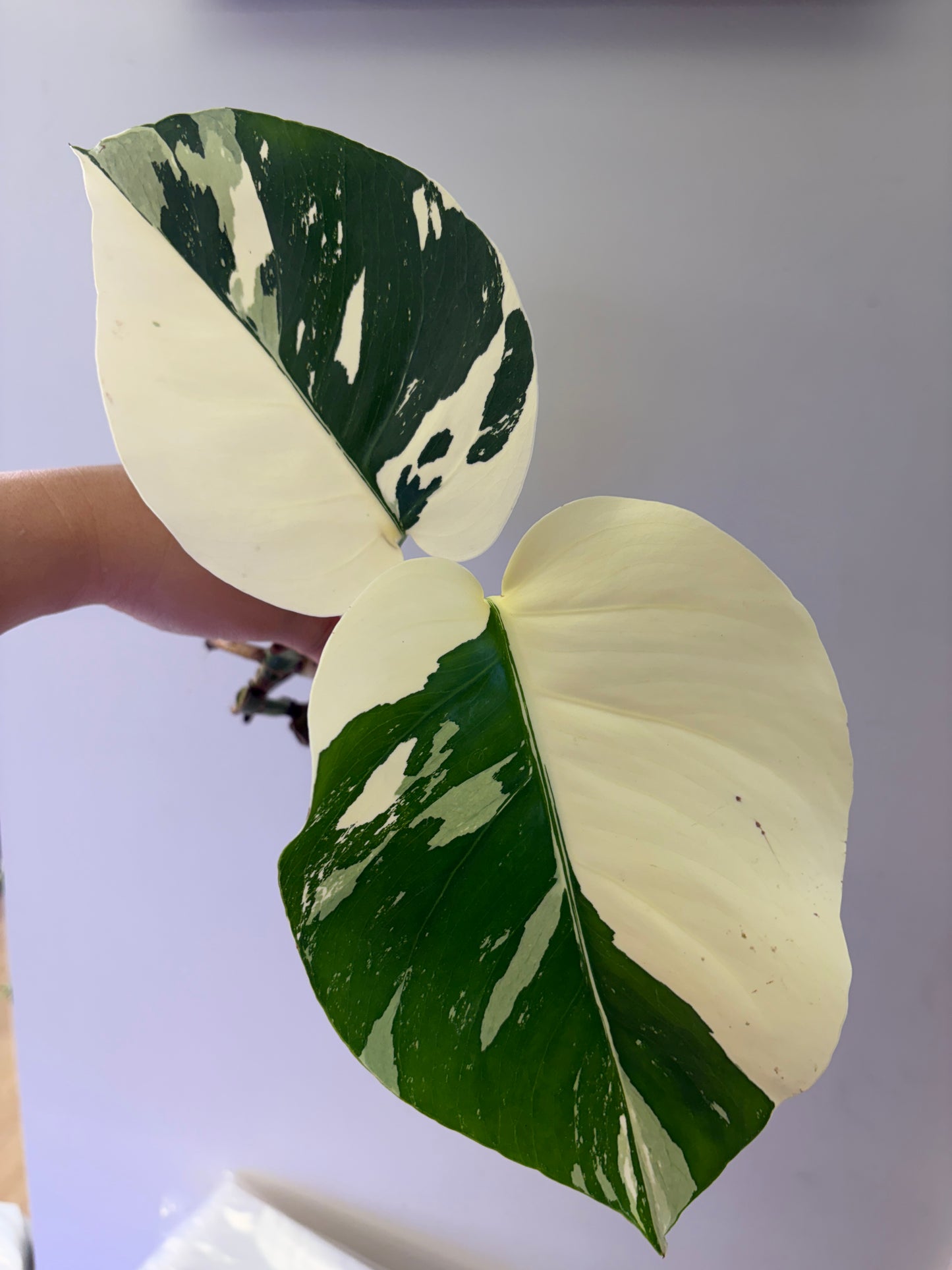Monstera Jungle Mint (2 plants) UNACCLIMATED