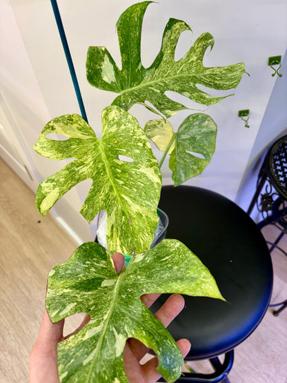 Monstera Platinum (fully rooted and stable)