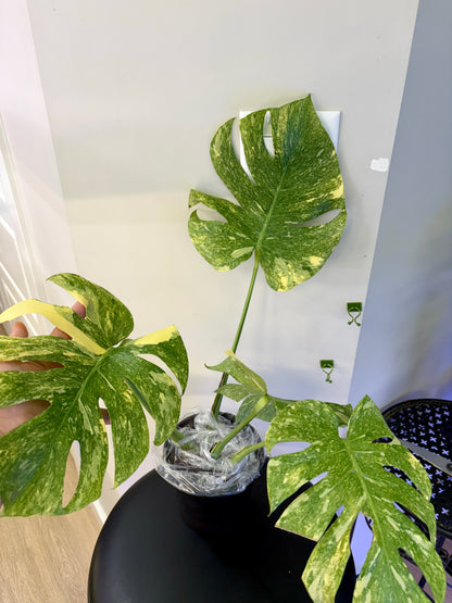 Monstera Legacy (fully rooted and stable)