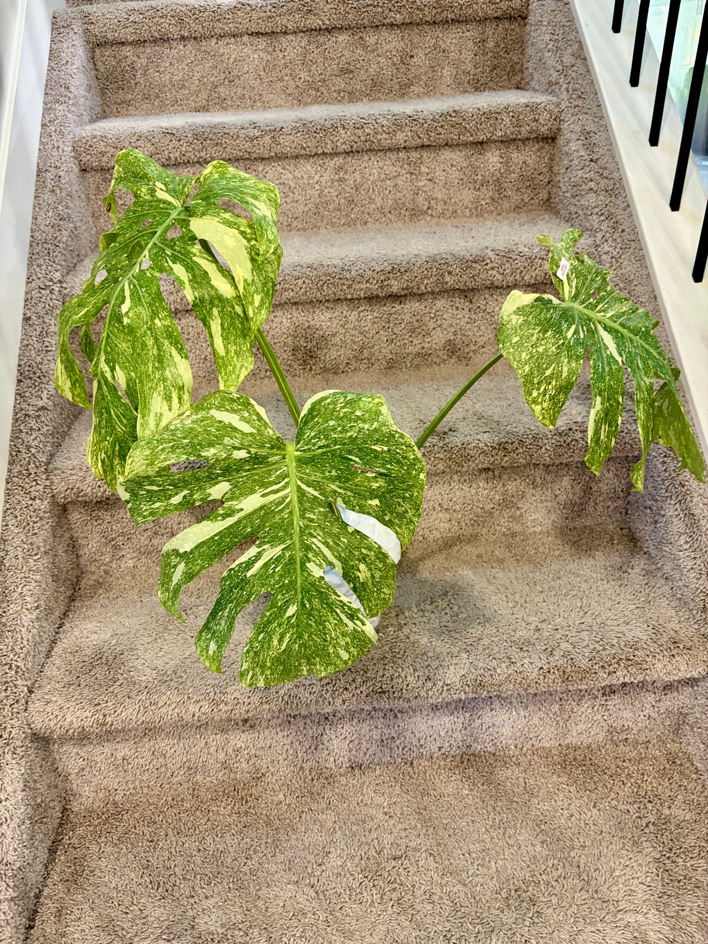 Monstera Green Snow (fully rooted/stable)