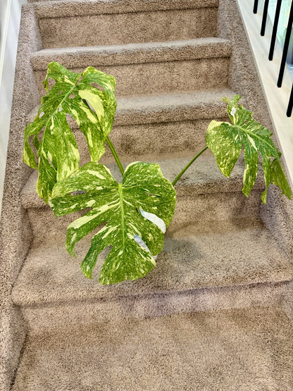 Monstera Green Snow (fully rooted/stable)