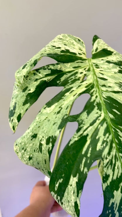 Monstera Bulbasaur (fully rooted) Purge