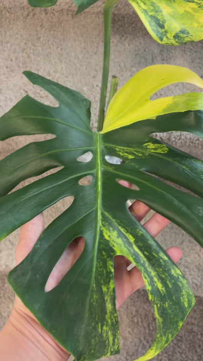 Monstera Pom Pom #2 (fully rooted) Purge
