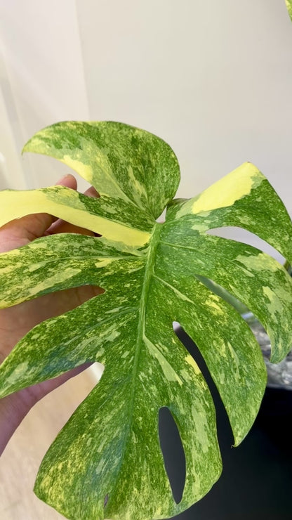 Monstera Legacy (fully rooted and stable)