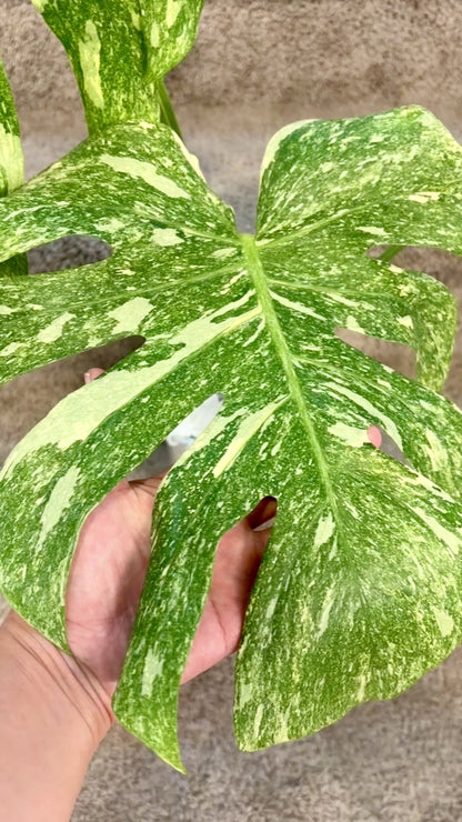 Monstera Green Snow (fully rooted/stable)