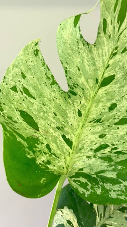 Monstera Bulbasaur (fully rooted) Purge