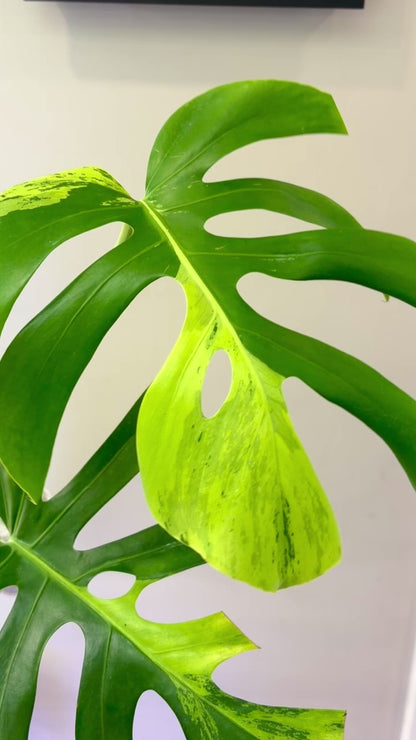 Monstera Light Lime (fully rooted) Purge