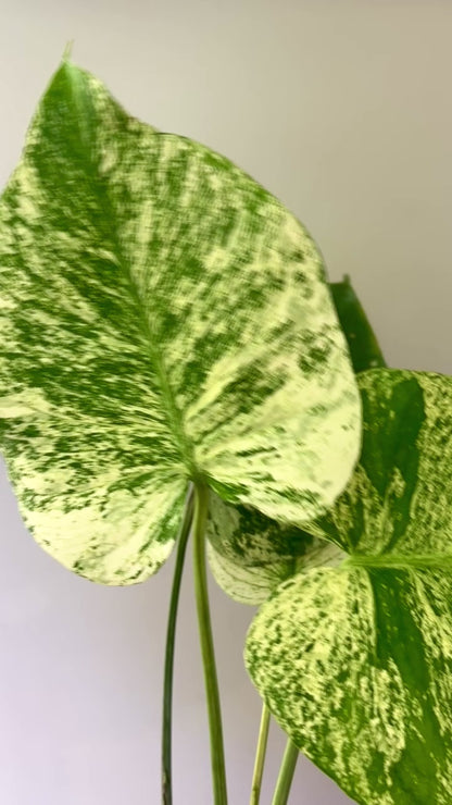 Unacclimated —-Purge sale— Monstera WHITE MONSTER