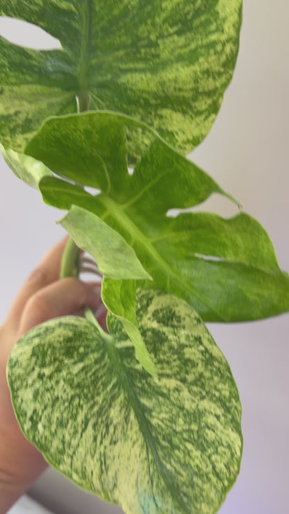 Unacclimated —-Purge sale— Monstera Siam Mint (small)