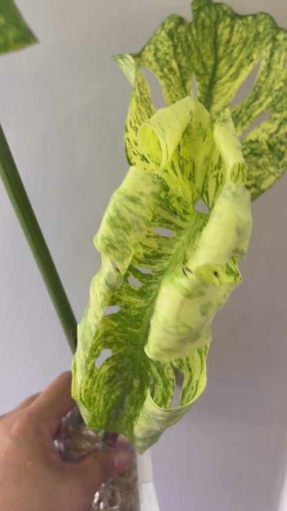 Unacclimated —-Purge sale— Monstera Siam Mint (big)
