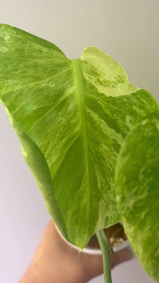 Monstera Ocean Mint (3 leaves)