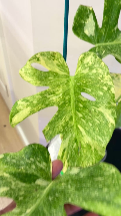 Monstera Platinum (fully rooted and stable)
