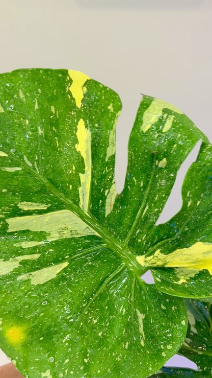 Monstera Scorpion (fully rooted) Purge