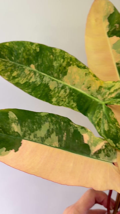 Unacclimated —-Purge sale— Philodendron PITBULL (Paraiso Verde x Black Billietiae)