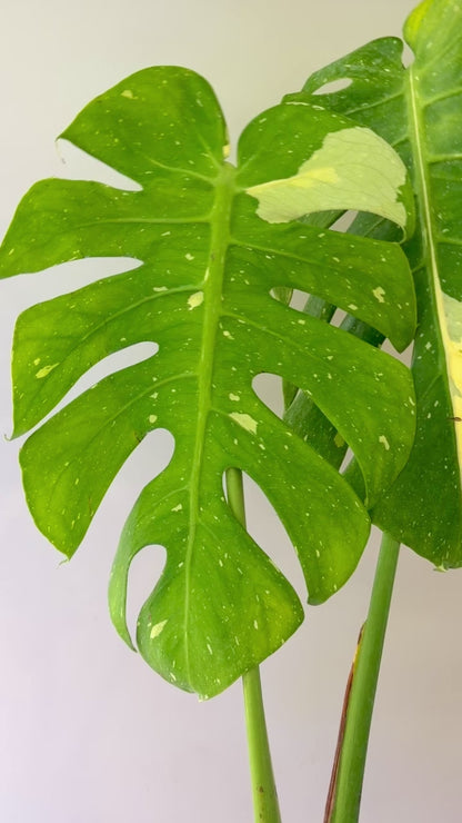 Unacclimated —-Purge sale— Monstera Fish Bone #1