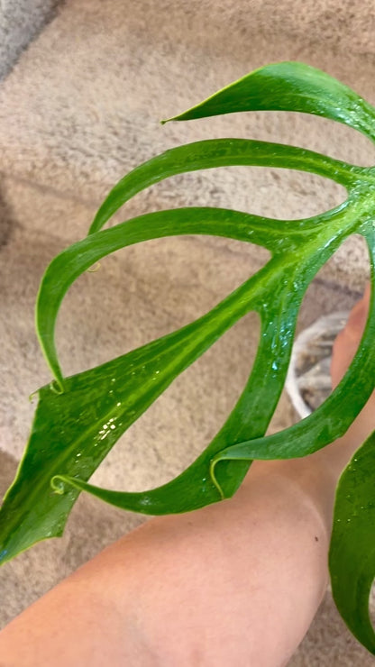 Monstera Burle Marx Flame (fully rooted) fenestrated leaves Purge