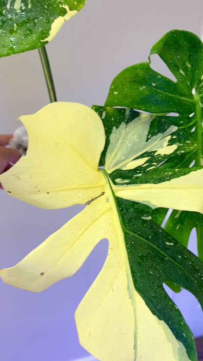 Monstera Ivory (fully rooted) Purge