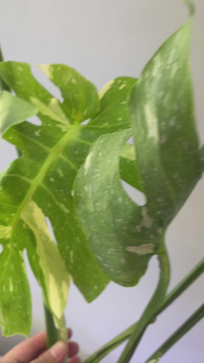 Unacclimated —-Purge sale— Monstera Rib Cage